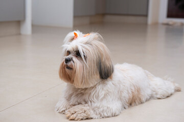 Lhasa apso lying on the floor relaxing with orange bow. small domestic animal. man's best friend....