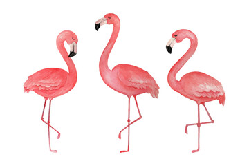 Hand painted watercolor flamingo
