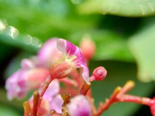 Star fruit flower (Averrhoa carambola, carambola) with a natural background.  Indonesian call it belimbing or blimbing.