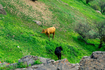 cows in the mountains