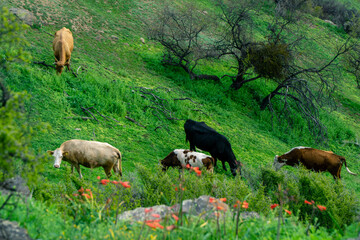 cows grazing in a meadow