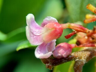 Star fruit flower (Averrhoa carambola, carambola) with a natural background.  Indonesian call it belimbing or blimbing.