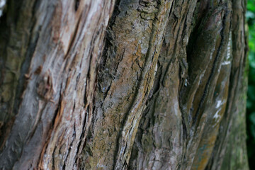 Corteza de árbol