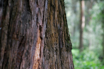 Corteza de árbol