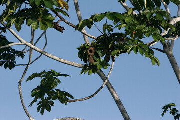 Árbol de hojas redondas