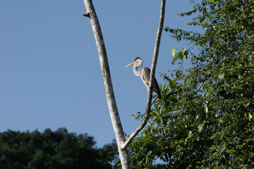 Garza sobre un árbol