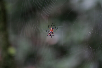 Araña anaranjada y negra en su telaraña