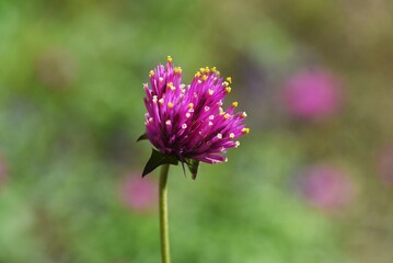 Globe amaranth flowers / Amaranthaceae annual plant