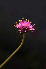 Obraz premium Globe amaranth flowers / Amaranthaceae annual plant