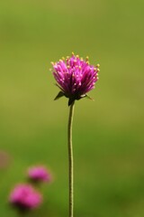 Globe amaranth flowers / Amaranthaceae annual plant