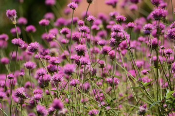 Globe amaranth flowers / Amaranthaceae annual plant