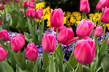 field of pink tulips