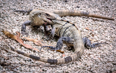 Iguanas Fighting