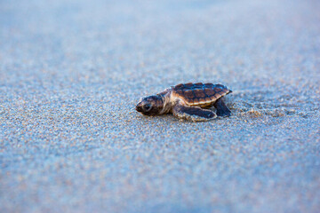 Baby Sea Turtle trying to make it to the ocean