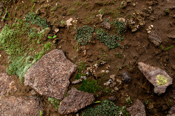 moss on rock