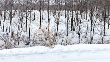 Dry forest on the snow