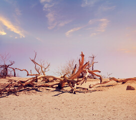 Dead wood in the Death Valley National Park, USA