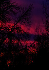 purple sunset behind the tree silhouette