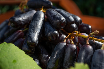 Ripe bunch of black grapes lady's fingers on a wooden background with grape leaves. Macro Close-up. Selective focus