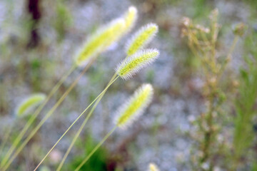 ねこじゃらし2