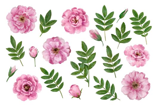  Cute romantic vintage floral elements of wild rose flowers. Watercolor hand drawn illustration.
