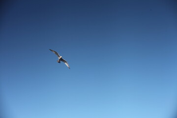 seagull in the sky