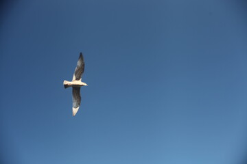 seagull in flight