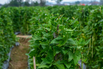 Long bean vegetable plants in Indonesia in the morning