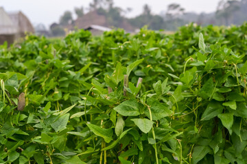 Long bean vegetable plants in Indonesia in the morning