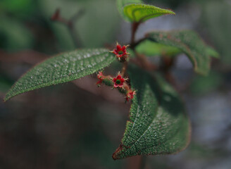 rain drops on red leaf