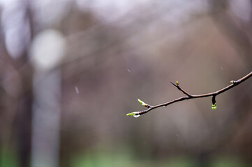Fototapeta na wymiar spring leaves in the wind