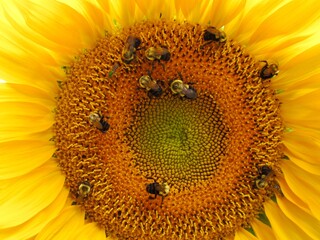 Sunflower with Bees, macro 