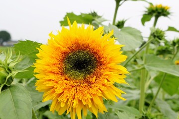 花びらが密集したひまわり　田舎　風景