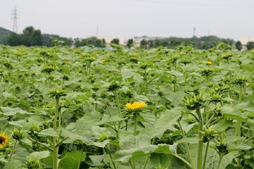 ひまわり畑　田舎　風景