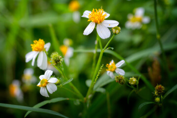 flowers in the garden