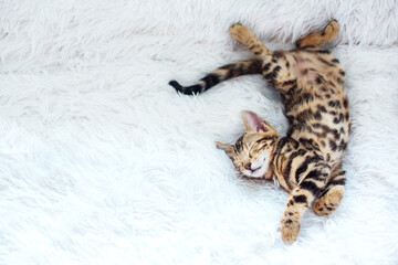 Little Bengal kitty laying on the white background.