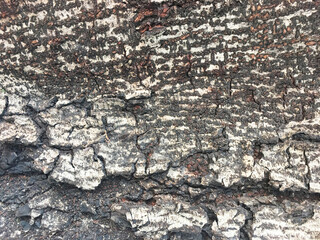 dry tree bark texture background