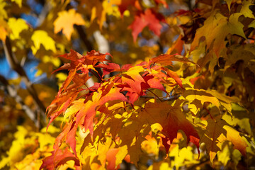 Beautiful autumnal leaves, bright orange and yellow