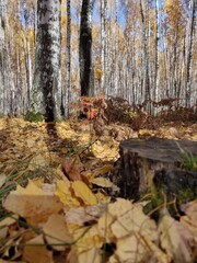 Obraz na płótnie Canvas autumn in the woods
