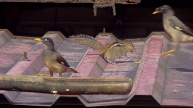 mayna and squirrel eating on roof india.
