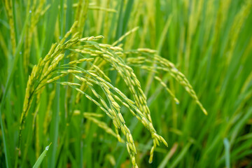 Green rice fields in the countryside, agricultural concept 