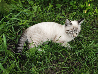 little kitten lies resting on green grass