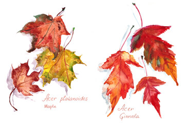 set of autumn maple leaves Acer platanoides and Acer Ginnala, watercolor drawing on a white background