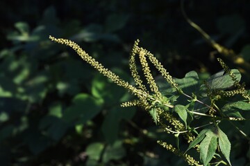 Ragweed /  Asteraceae annual grass /  A plant that causes hay fever
