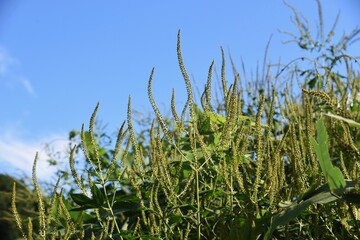Ragweed /  Asteraceae annual grass /  A plant that causes hay fever