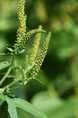 Ragweed /  Asteraceae annual grass /  A plant that causes hay fever