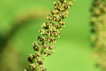 Ragweed /  Asteraceae annual grass /  A plant that causes hay fever