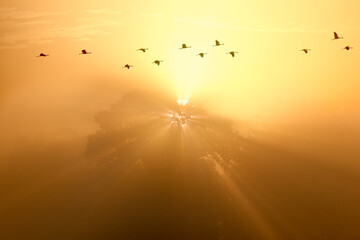 foggy morning, sunlight and flying winches