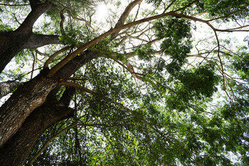 View of the large branchy trees