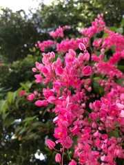 pink and white flowers